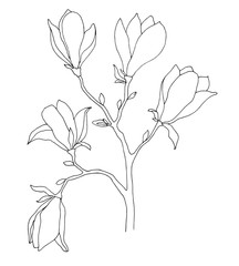 Sketch of spring flowers. Magnolia isolated on white background. Vector illustration