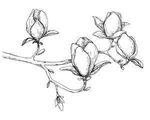 Sketch of spring flowers. Magnolia isolated on white background. Vector illustration