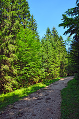 nature path in green forest