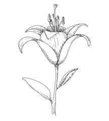 Sketch of flowers. Lily isolated on white background. Vector illustration