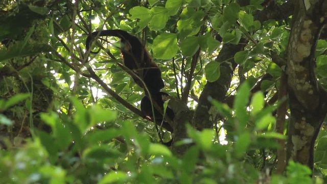 Howler monkey, Veracruz, Mexico