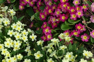 Obraz premium blooms