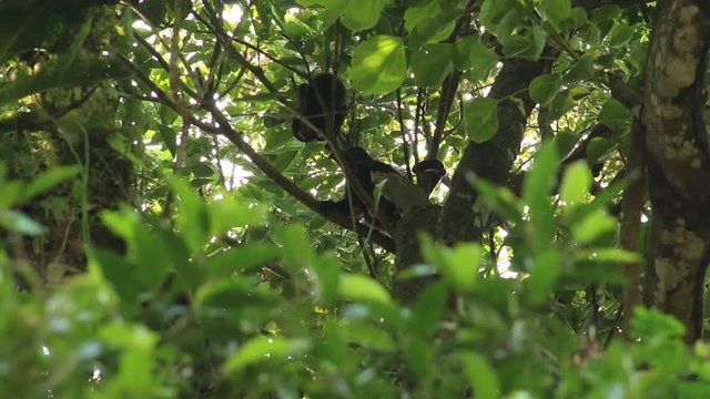 Howler monkey, Veracruz, Mexico
