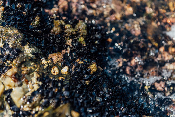 Mussels' Colony on the Sea Shore