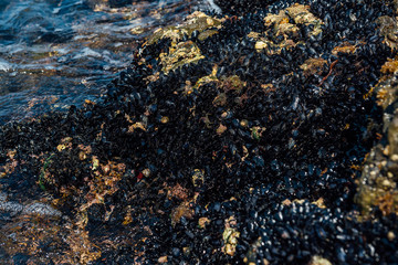 Mussels' Colony on the Sea Shore