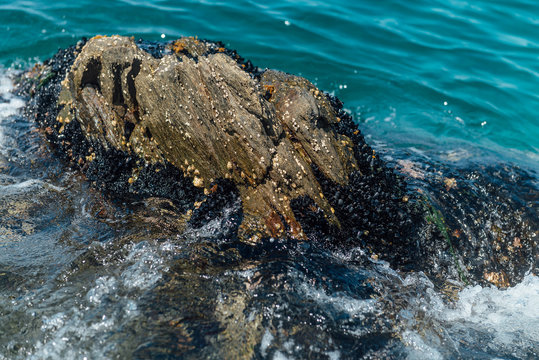 Mussels' Colony on the Sea Shore