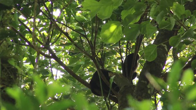 Howler monkey, Veracruz, Mexico