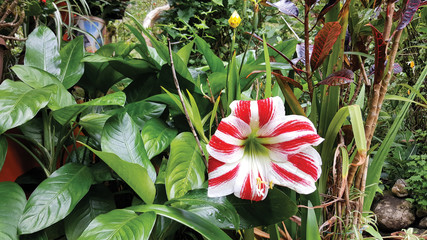 Amaryllis bulb found near Banos, Ecuador.
