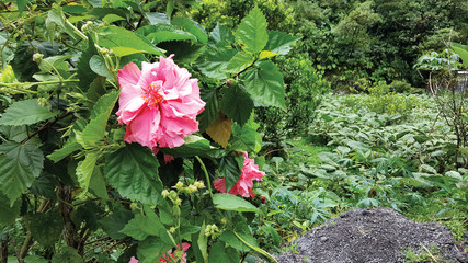 Hibiscus flower and plant near Banos, Ecuador.