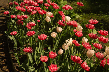 Fototapeta premium Red flowers in a garden background