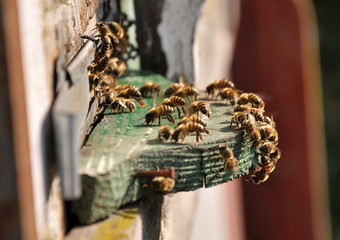 With strong heat a part of the bees comes out of the hive