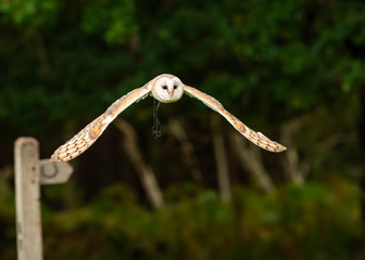 British Barn Owl in flight