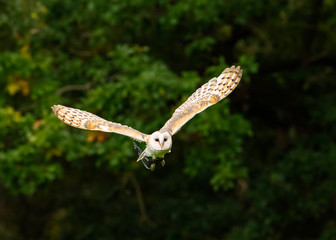 British Barn Owl in flight