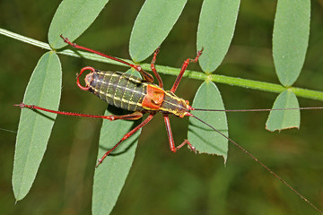 grillastro verde (Barbitistes constrictus, maschio)
