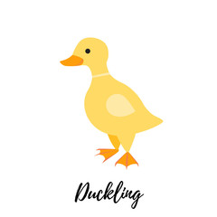 Cute duckling isolated. Domestic duck kid or baby goose. Gosling vector illustration