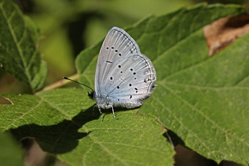 Fototapeta na wymiar piccola farfalla grigio-azzurra (Cupido osiris)