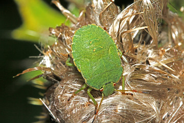 cimice verde allo stadio giovanile (Palomena prasina)