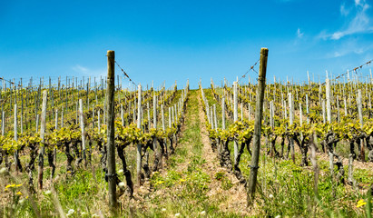 Fototapeta na wymiar The rhinehessen wineyards. The area in Germany famous for their riesling