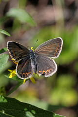 Obraz premium piccola licenide dalle ali scure (Plebeius argus)