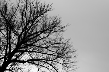 Tree silhouette black and white background