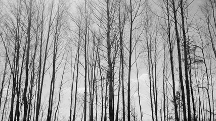 Forest with high trees black and white background