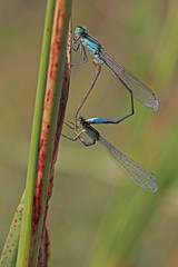 piccole libellule in accoppiamento (Ischnura elegans)