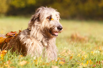 Irischer Wolfshund im Herbstwald