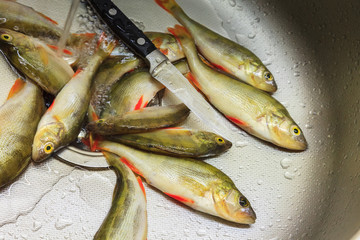 Fresh freshwater fish perch and knife for cleaning lie in a metal sink. View from above.