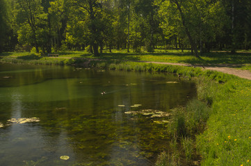 Wild pond in the forest nature background
