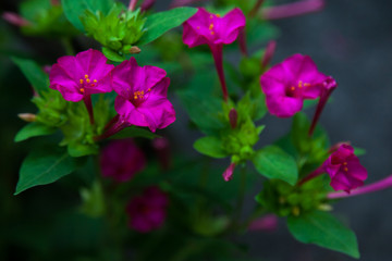 Obraz premium Bushes pink petunia flowers in the garden at dawn and the morning sun. Blurred dark background. Soft light.