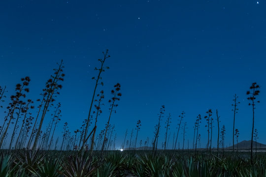 field of piteras under the light of the moon