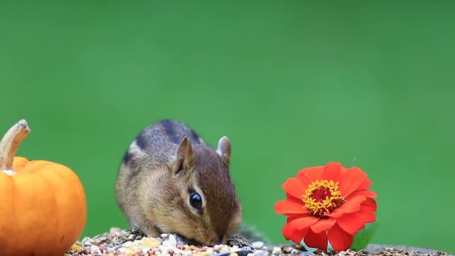 Cute little Chipmunk (Tamias Striatus) fills up chubby cheeks next to orange pumpkin and flower, green background