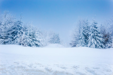 Winter forest: deep snow and snowy trees under blue sky
