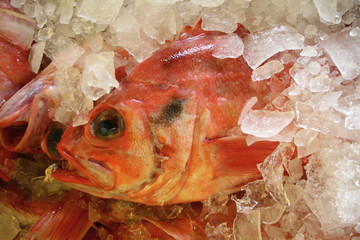 red fish on ice