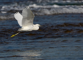 Little Egret in Flight Over Sea
