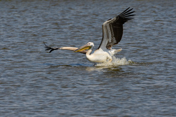 White Pelican Taking Off from the Pond
