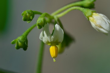 Pea flower