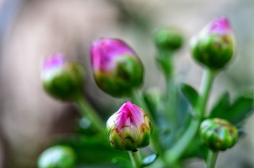 Blooming purpel flower