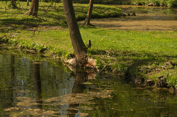 Wild pond in the forest nature background