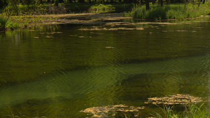 Wild pond in the forest. swamp water. nature background