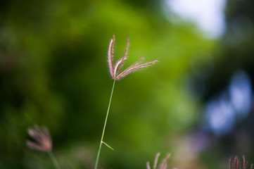Bright spring lawn with bokeh background light, sunshine and gorgeous green grass.