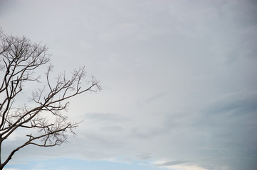 Tree branches and skies in summer. With sunset