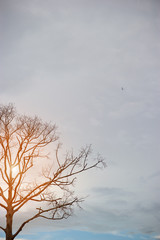 Tree branches and skies in summer. With sunset