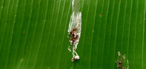 Penny Bird on the banana leaf green old.