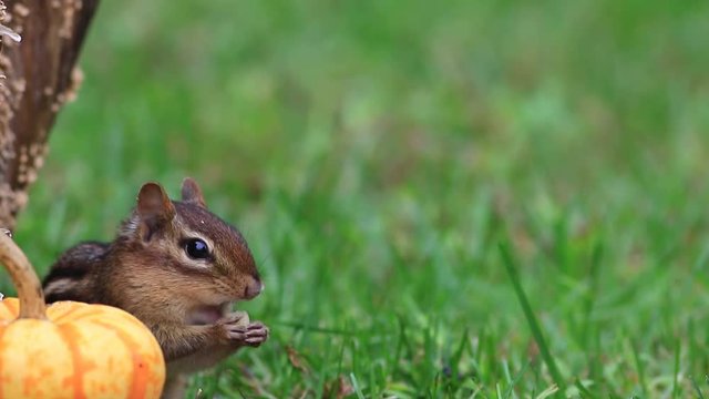 Chipmunk (Tamias Striatus) eats a peanut next to a pumpkin; sneak eating