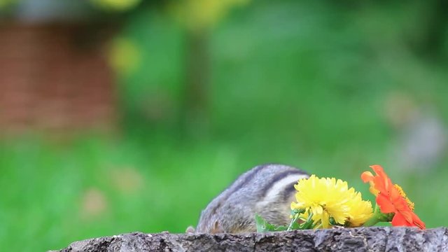 Adorable Chipmunk digs for seeds and gets paranoid, someone is watching