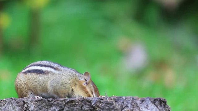 Crazy chipmunk knocks over flowers, has a snack, cleans face
