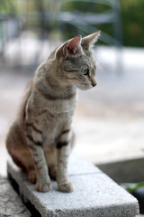 Brown tabby cat sitting in the garden, curiously looking aroung. Seleective focus.