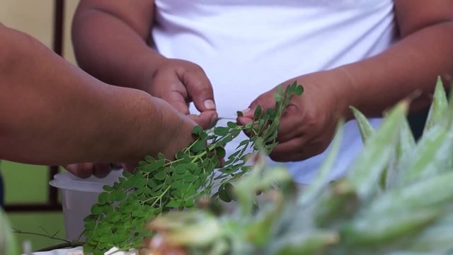 San Pablo City, Laguna, Philippines - August 2, 2015: Cooking contestant prepare malunggay leaves in preparation for the nutritional cooking  meet in public elementary school