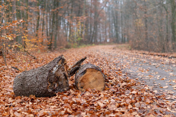 Fototapeta premium A path leading in a deciduous forest by a pile of trees. Misty scenery in the morning in a mysterious forest.